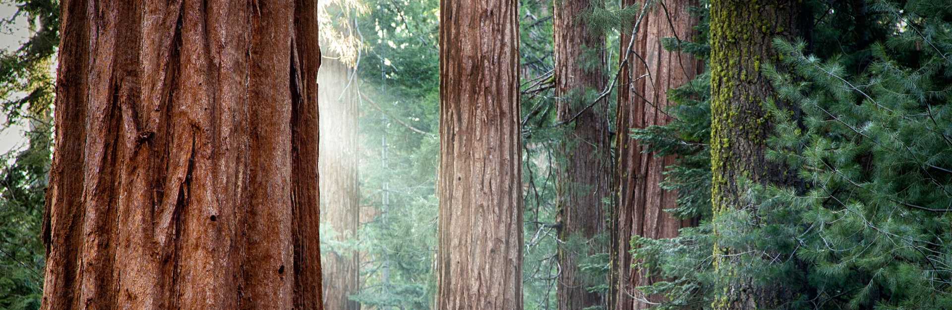 redwood-background